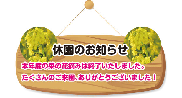 菜の花休園のお知らせ 菜の花休園のお知らせ