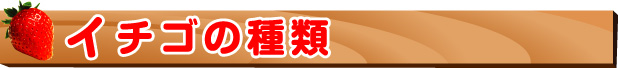 イチゴの種類 イチゴ狩り-イチゴの種類