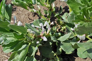 soramame03